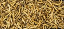 JR Mealworms tub 70 g